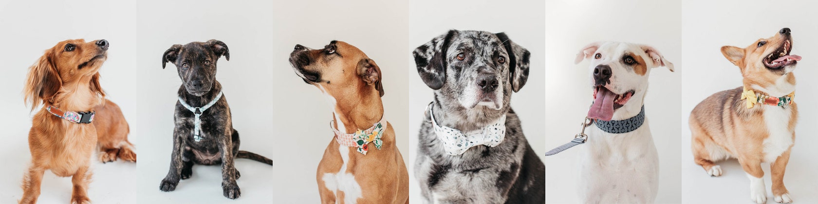 Editors Picks: 10 Designer Dog Collars, Leashes & Harnesses (2023)