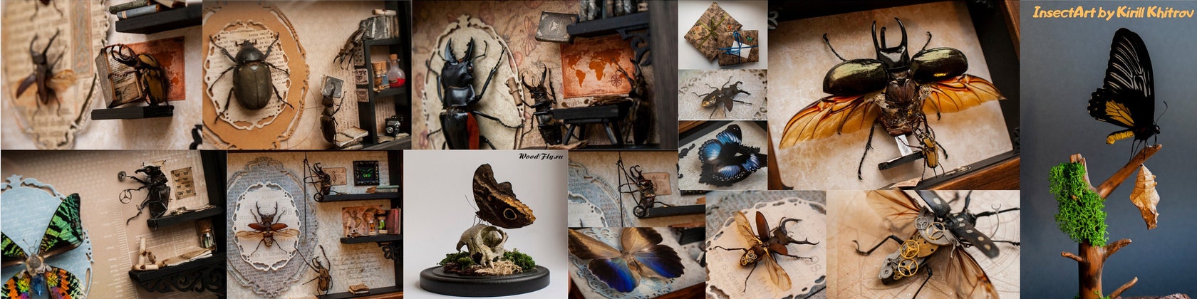 Real Framed Butterflies and Insect Art Displays by WoodFlyShop
