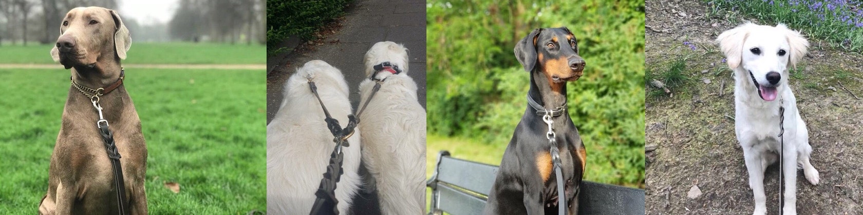 Premium Quality Handmade Plaited Leather Dog Leads by 
