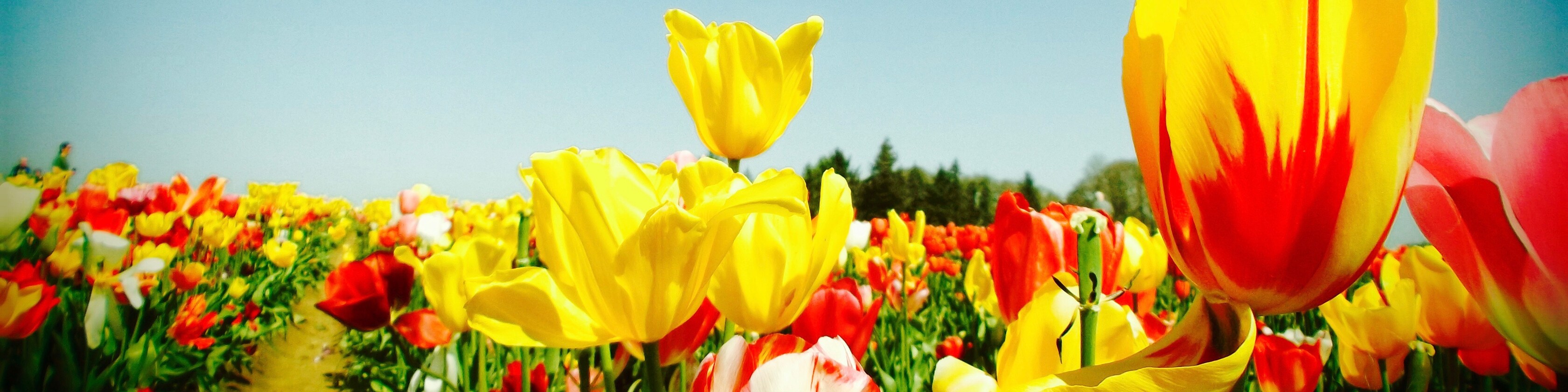 MissPattisAttic Etsy