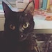 Princess Luna