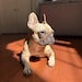 Sasha the Frenchie
