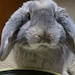 Hermie