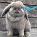 Smokey the Holland Lop
