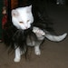 Boo Kitty