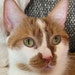 Charlie