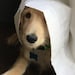 Griffinn - Goldendoodle