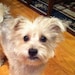 Zoey