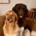 Baron & Odon