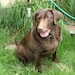 Sadie (Happy Dog)