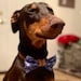 Grace - Doberman with a heart of gold