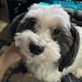 Odin
