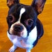 Top Dog