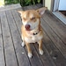 Ruby- AKA Rooster, Roo-Roo; Boobie