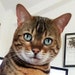 Leonard