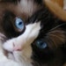 Stoutcat