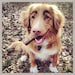 Brinkley