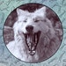 Wolf Girl