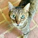 Dobby