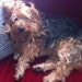 Teddy