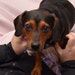 Roxie