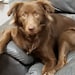 The dog