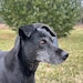 Basil (4/2/09-6/17/25)
