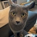 Berlioz