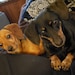 Fritzi and Wilma
