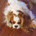 Dolce