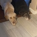 Dirty Harry & Ella Kate