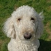 Oliver