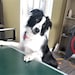 Jack