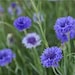 Serenity Flower Farm