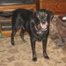 Buddy
