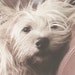 Daisy Fluff
