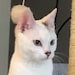 Snowball