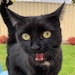 Merlin