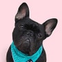 shop-member-photo