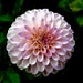 Roseline