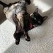 Rosie 
