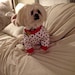 Teddy Bear Wasilow