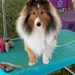 Reba the Sheltie