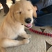 Kumo