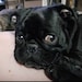 Mojo the Mofo