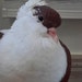 Fluff-Nugget