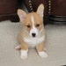 Paddy Cakes the Corgi Puppy