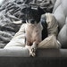 Buster Brown