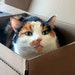 Calypso