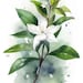 Jasmine